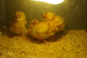 chicks (Medium)